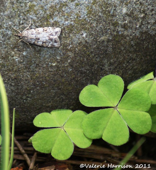 [5-scops-and-wood-sorrel%255B2%255D.jpg]