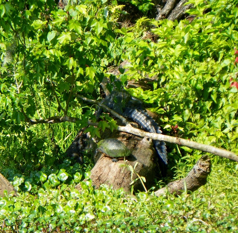 [102_2476cs4.jpg]
