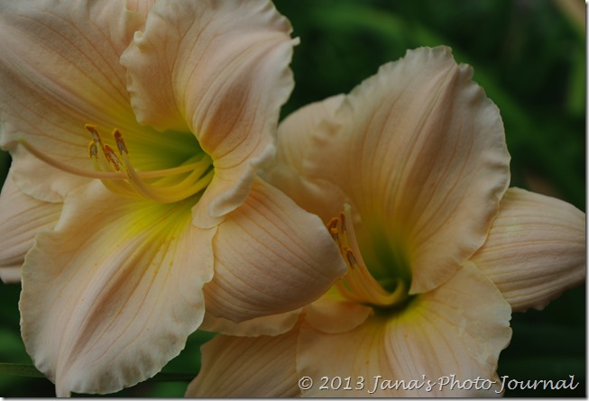 Zarahemla Daylilies