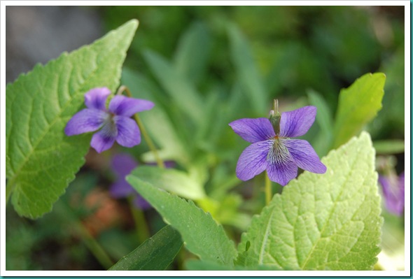 Violets and Leaves2