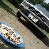 sun-dried kava roots