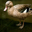 Malagasy Teal: A light brown, wading, duck of which only around 1500 are left in the wild. These are restricted to the coastal mangrove forest of Madagascar.