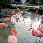 flamingos at ueno zoo in Ueno, Tokyo, Japan