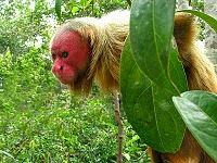 Uakari_male