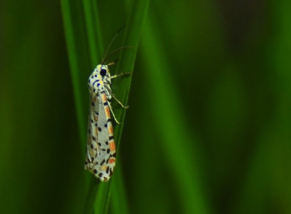 Arctiidae : Arctiinae : Utetheisa pulchelloides HAMPSON, 1907 (ou bien : U. lotrix CRAMER, 1777). Pearl Beach (New South Wales, Australie), 9 février 2011. Photo : Barbara Kedzierski