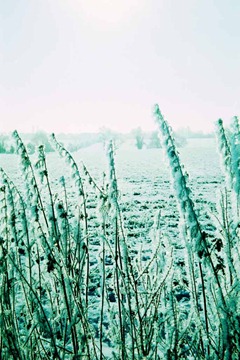 Snowy-Fields-6---XPRO