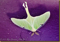 Luna Moth_D074605West Virginia  NIKON D7000 May 06, 2011