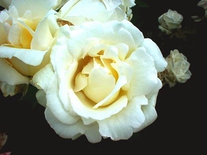 [Rosa%2520Natal%2520Branco%255B6%255D.jpg]