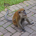 Long tailed macque