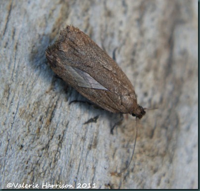 Depressaria sp Depressaria sp