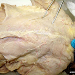 chest_pectoralis_major.JPG