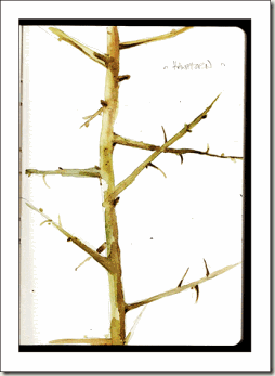 twig-hawthorn-bg