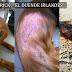 La evolución de Patrick y Keisa con SOS Setter Cantabria La evolución de Patrick y Keisa con SOS Setter Cantabria