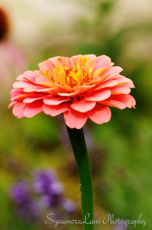 [zinnia%255B9%255D.jpg]