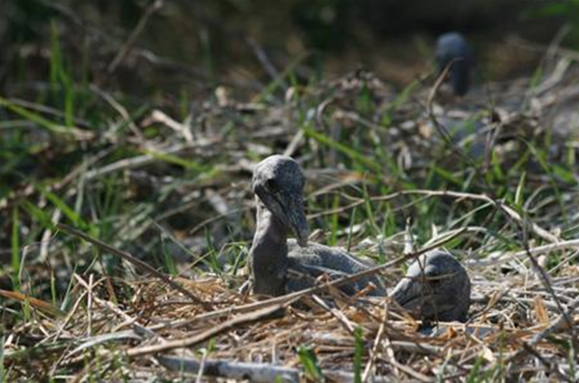 Baby brown pelicans emerge from the egg devoid of feathers on Gaillard Island, Alabama, in this undated 2011 picture. REUTERS / Roger Clay / Handout