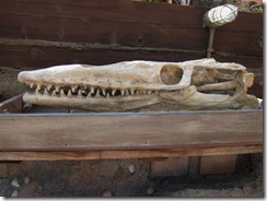IMG_4020 IMG_4020