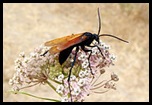 Pepsis Wasp