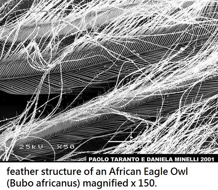 [articles-OwlPhysiology-Feathers-42.jpg]