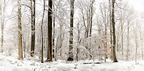 Snowy-Trees.jpg