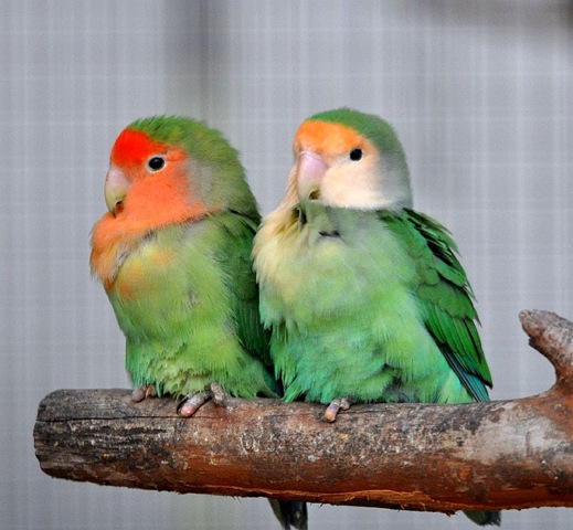 [Peach-faced%2520Lovebirds%2520DSC_0001%255B6%255D.jpg]