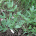 Opopanax%252520persicus%25252c%252520tsaghkadzor%25252c%2525202012.06.03%25252002