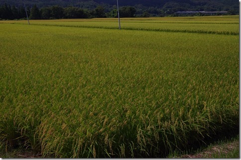 IMGP9564 IMGP9564