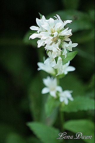 [WhiteClustered_Campanula%255B9%255D.jpg]