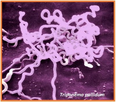 sipilis triponema pallidum[1]