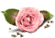 [1-55x38-rose-TR%255B2%255D.gif]
