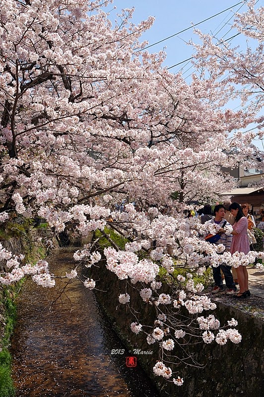 京都哲學之道櫻花