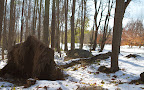 Oh dear, Sharkey!  It's really disturbing to see so many mature trees down in the woods.