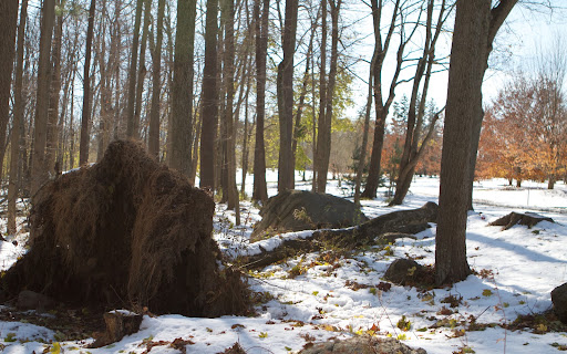Oh dear, Sharkey!  It's really disturbing to see so many mature trees down in the woods.