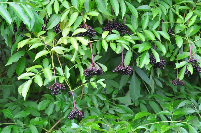 [elderberries%255B2%255D.jpg]