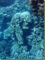 Coral overhang