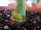 And look at the second flower shoot emerging from this energetic bulb!  Good for us, this will be a really long display! 9