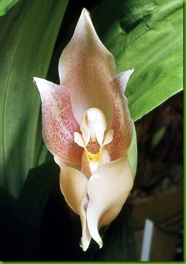 OR Anguloa_virginalis OR Anguloa_virginalis