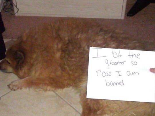 [dog-shaming-bad-7%255B2%255D.jpg]