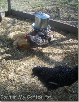 Audrey-- dirt bath-- Chicken Coop 011