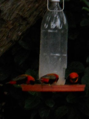 three-red-scoffers