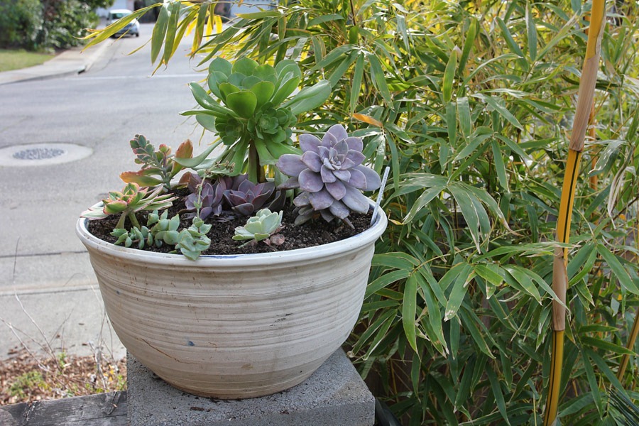 [120225_repotting_27%255B2%255D.jpg]