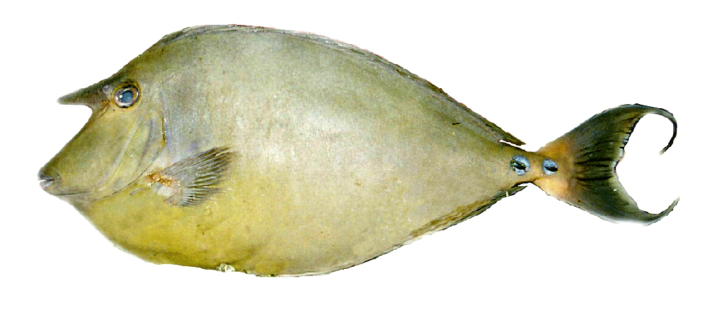 [unicornfish%255B8%255D.gif]