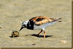 n Ruddy Turnston feeding  horseshoe crabD7K_3161 August 13, 2011 NIKON D7000