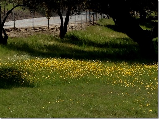 IMG_0674 IMG_0674