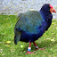 The South Island Takahe:  One Of The Rarest Birds In The World - Wellington, New Zealand