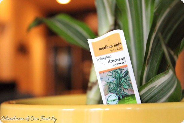dracaena plant stand