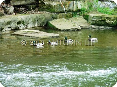 DSCN1873.1