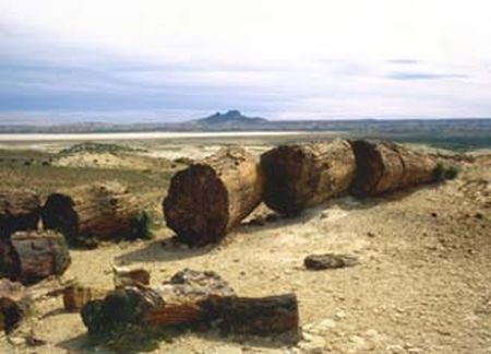 [bosque_petrificado_01%255B3%255D.jpg]