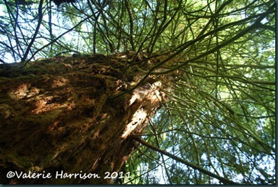 10-giant-redwood