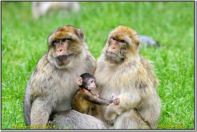 Trentham Monkey Forest - Macaques