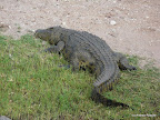 Chobe Nationalpark